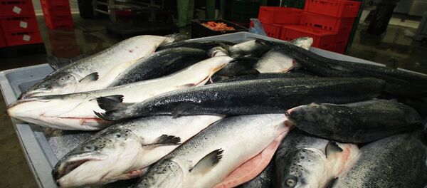 cá nhập khẩu cá nhập khẩu - Sputnik Việt Nam