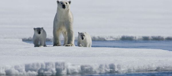 Gấu từ phương bắc Gấu từ phương bắc - Sputnik Việt Nam