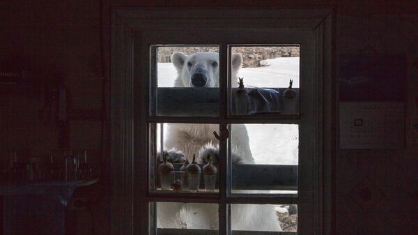 Gấu trắng - Sputnik Việt Nam