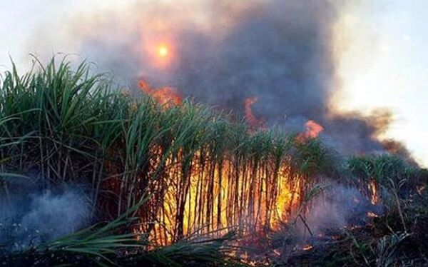 “Bà hỏa” thiêu rụi 100 ha mía nguyên liệu - Sputnik Việt Nam