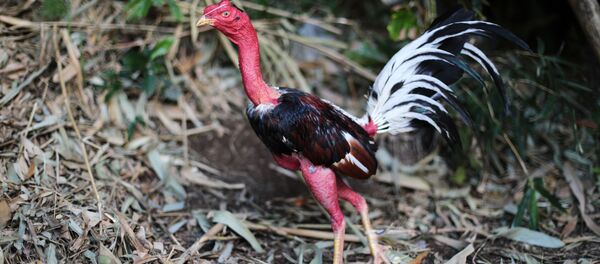 con gà chọi - Sputnik Việt Nam