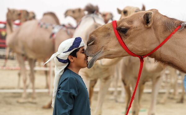 Lễ hội lạc đà Al-Dafra ở UAE - Sputnik Việt Nam