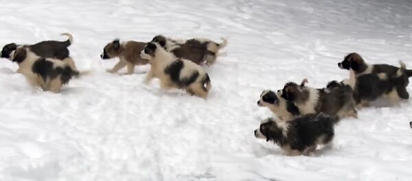 chó con - Sputnik Việt Nam