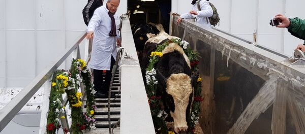 Tập đoàn TH đón đàn bò sữa cao sản HF đầu tiên nhập khẩu từ Mỹ về trang trại tại Moscow- Liên bang Nga. - Sputnik Việt Nam