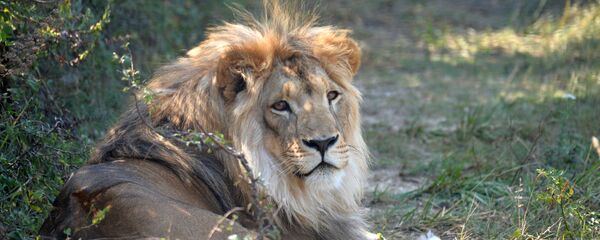 sư tử sư tử - Sputnik Việt Nam