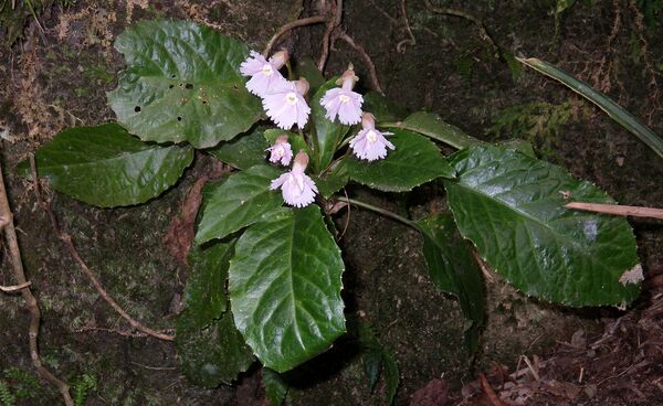 Shortia rotata - Sputnik Việt Nam