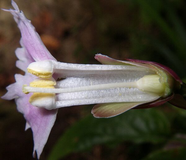 Shortia rotata - Sputnik Việt Nam