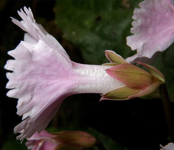 Shortia rotata - Sputnik Việt Nam
