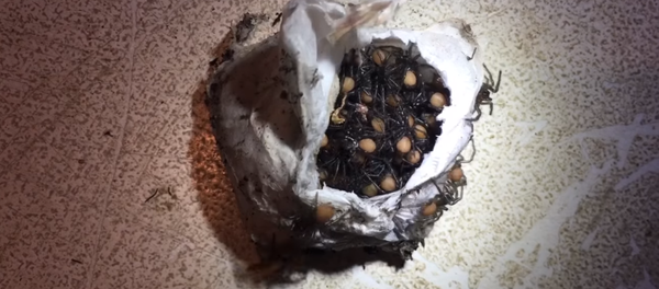 Dễ thương khủng khiếp! Video cảnh sinh nở của nhện độc chinh phục Internet Dễ thương khủng khiếp! Video cảnh sinh nở của nhện độc chinh phục Internet - Sputnik Việt Nam