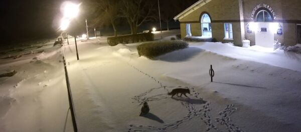 Cáo và chim cú - Sputnik Việt Nam