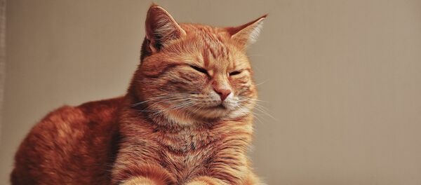 Рыжий кот. Архивное фото - Sputnik Việt Nam