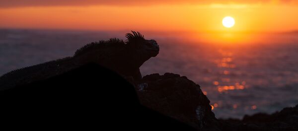 Игуана на фоне заката в Эквадоре - Sputnik Việt Nam