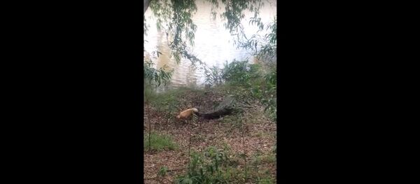 Trận chiến nguy hiểm giữa chó và cá sấu rơi vào tầm ngắm của camera quay video - Sputnik Việt Nam
