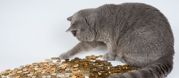 Con mèo - Sputnik Việt Nam