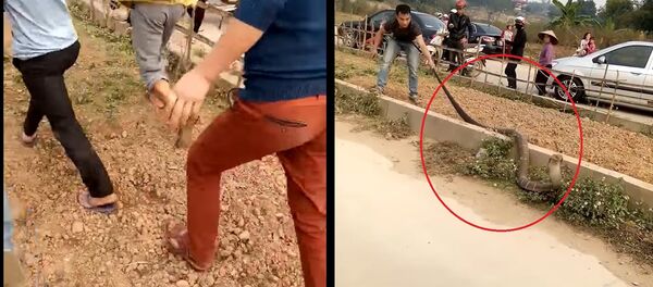 Rắn hổ mang to gây ùn tắc đường ở Việt Nam - Sputnik Việt Nam