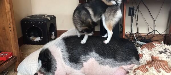 chó Husky dễ thương cố đánh thức heo dậy để chơi cùng - Sputnik Việt Nam