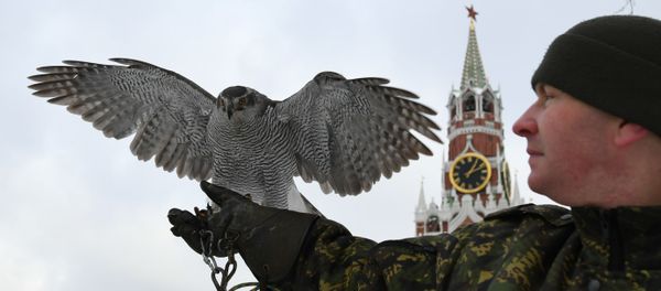 Ястреб Соколиной службы комендатуры Московского Кремля - Sputnik Việt Nam