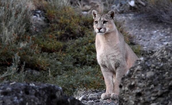 Báo Puma phương Đông Báo Puma phương Đông - Sputnik Việt Nam