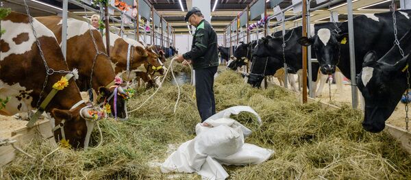 Con bò - Sputnik Việt Nam