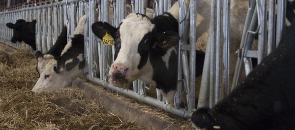 31.01.2018 Khai trương tổ hợp chăn nuôi bò sữa do tập đoàn TH True Milk xây dựng ở quận Volokolamsky, tỉnh Moskva. - Sputnik Việt Nam