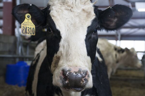 31.01.2018 Khai trương tổ hợp chăn nuôi bò sữa do tập đoàn TH True Milk xây dựng ở quận Volokolamsky, tỉnh Moskva. 31.01.2018 Khai trương tổ hợp chăn nuôi bò sữa do tập đoàn TH True Milk xây dựng ở quận Volokolamsky, tỉnh Moskva. - Sputnik Việt Nam