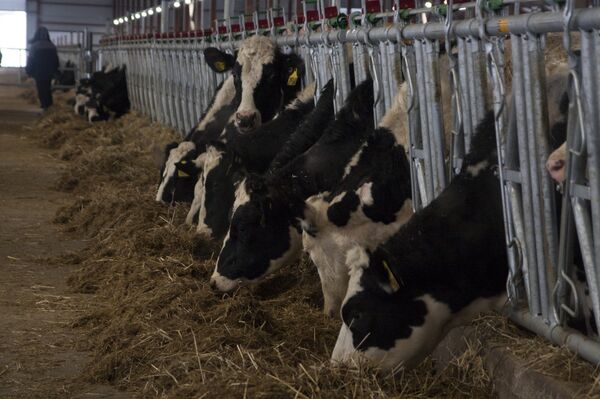 31.01.2018 Khai trương tổ hợp chăn nuôi bò sữa do tập đoàn TH True Milk xây dựng ở quận Volokolamsky, tỉnh Moskva. 31.01.2018 Khai trương tổ hợp chăn nuôi bò sữa do tập đoàn TH True Milk xây dựng ở quận Volokolamsky, tỉnh Moskva. - Sputnik Việt Nam