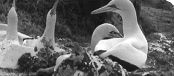 Tại New Zealand, con chim cô đơn nhất trên hành tinh — ó biển Nigel đã chết. - Sputnik Việt Nam