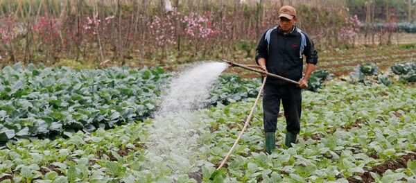 Người nông dân chăm sóc bắp cải ở ngoại thành Hà Nội, Việt Nam - Sputnik Việt Nam