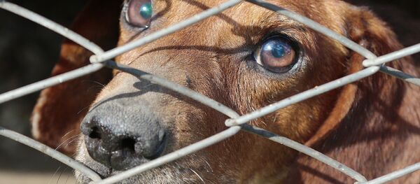 Con chó - Sputnik Việt Nam