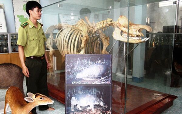 Bộ xương con tê giác cuối cùng đang được trưng bày tại Vườn Quốc gia Cát Tiên. - Sputnik Việt Nam