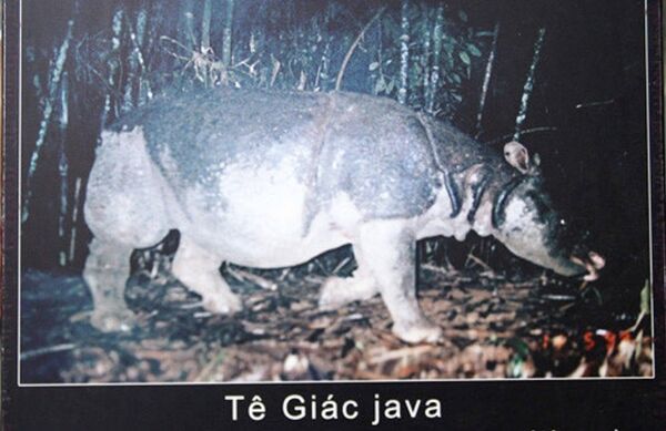 Con tê giác java tại Cát Lộc - Sputnik Việt Nam