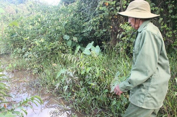 Vùng sình lầy Bàu Chim con tê giác thường hay về tắm bùn và ăn chất khoáng  - Sputnik Việt Nam