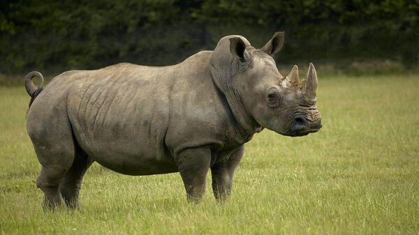 White Rhinoceros - Sputnik Việt Nam