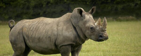 White Rhinoceros White Rhinoceros - Sputnik Việt Nam