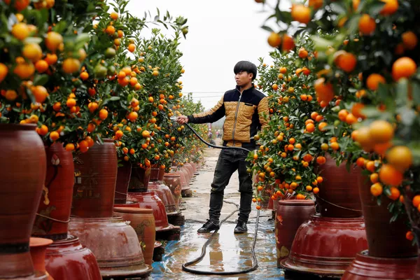 Một nông dân tưới cây quất trong quá trình chuẩn bị cho Tết Nguyên đán, Hà Nội, Việt Nam Một nông dân tưới cây quất trong quá trình chuẩn bị cho Tết Nguyên đán, Hà Nội, Việt Nam - Sputnik Việt Nam