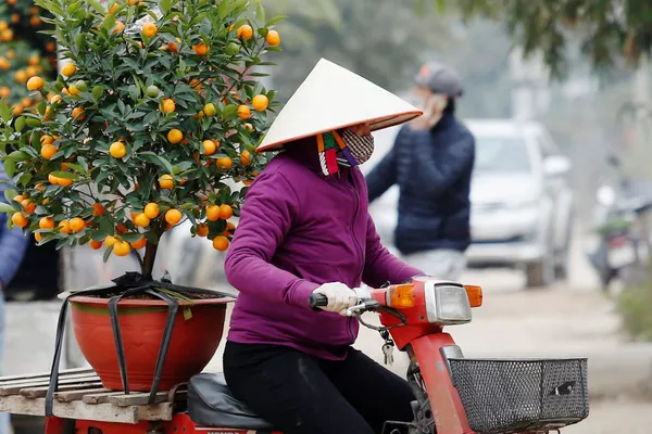 Cô gái chở cây quất đi bán ngày trước Tết Nguyên đán, Hà Nội, Việt Nam Cô gái chở cây quất đi bán ngày trước Tết Nguyên đán, Hà Nội, Việt Nam - Sputnik Việt Nam