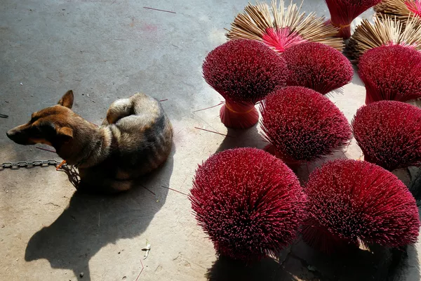 Con chó nằm trên sân phơi hương dành cho ngày Tết Nguyên đán ở Việt Nam. Con chó nằm trên sân phơi hương dành cho ngày Tết Nguyên đán ở Việt Nam. - Sputnik Việt Nam