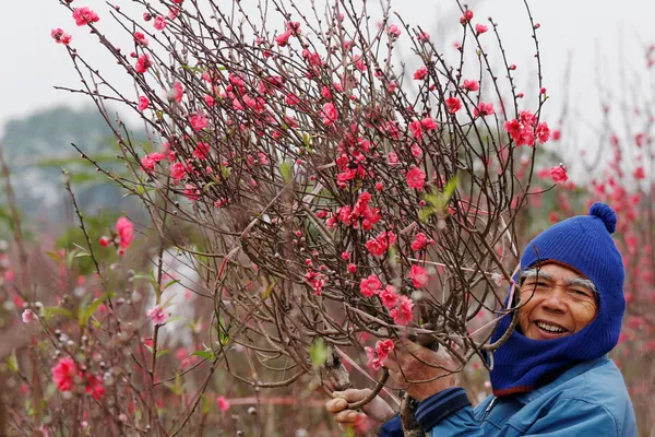 Một nông dân trong vườn đào ở Hà Nội, Việt Nam Một nông dân trong vườn đào ở Hà Nội, Việt Nam - Sputnik Việt Nam