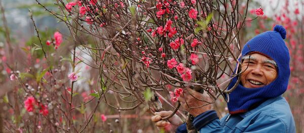Một nông dân trong vườn đào ở Hà Nội, Việt Nam - Sputnik Việt Nam