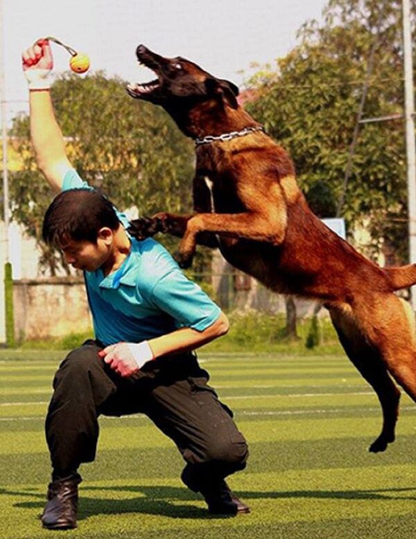 Anh Hà trong một buổi huấn luyện chó bảo vệ - Sputnik Việt Nam