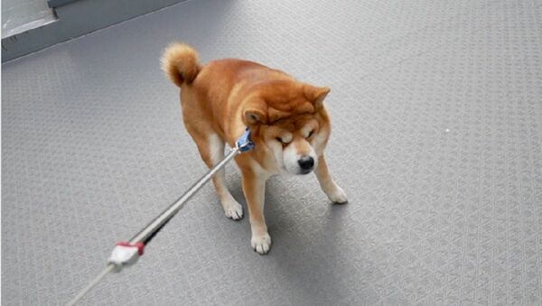 Con chó shiba-inu ghét đi dạo - Sputnik Việt Nam