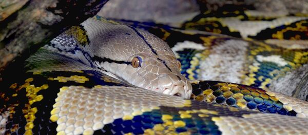 Con trăn  - Sputnik Việt Nam