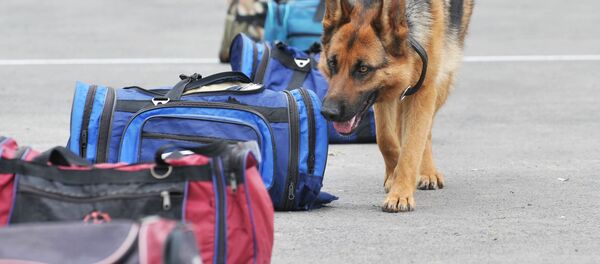 chó nghiệp vụ - Sputnik Việt Nam