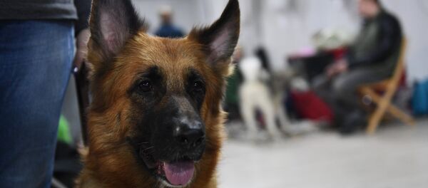 Các chó béc-giê Đức - Sputnik Việt Nam