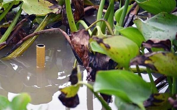 Gần như không thể phát hiện ra Bộ đội Đặc công Việt Nam ngụy trang dưới lớp bèo Gần như không thể phát hiện ra Bộ đội Đặc công Việt Nam ngụy trang dưới lớp bèo - Sputnik Việt Nam