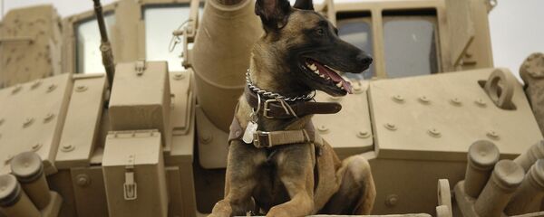 Con chó - Sputnik Việt Nam