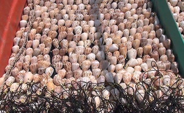 Trộm dùng móc sắt và mỏ neo rà xuống đáy biển kéo lấy lưới vỏ ốc dùng để bẫy mực của ngư dân. - Sputnik Việt Nam