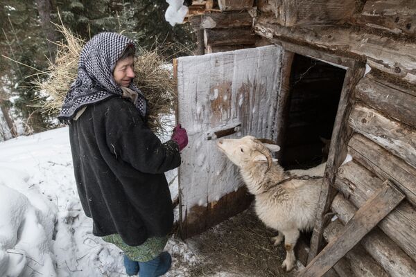 Nữ tu ẩn dật Siberia Agafya Lykova cho dê ăn - Sputnik Việt Nam