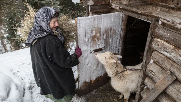 Nữ tu ẩn dật Siberia Agafya Lykova cho dê ăn - Sputnik Việt Nam