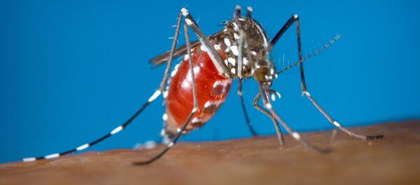 muỗi muỗi - Sputnik Việt Nam